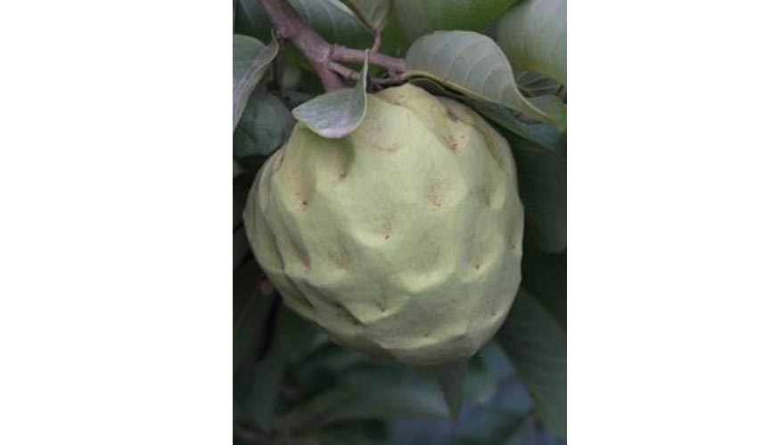 Imagen actual de fruto de chirimoya. Foto: IHSM-CSIC