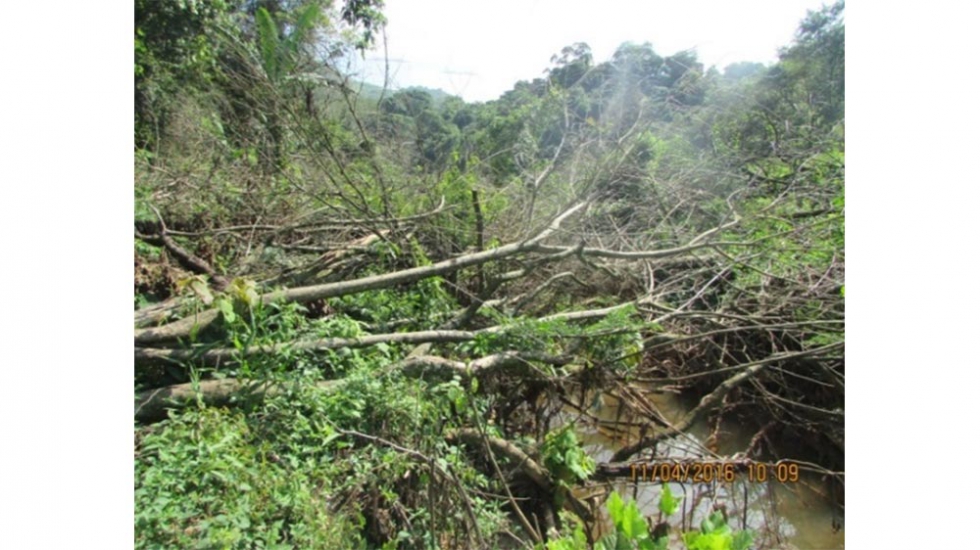 Foto 7: Recuperaci�n de troncos en zona de poda realizada por empresa el�ctrica