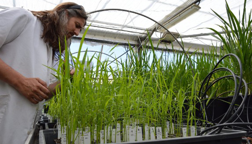 Las nuevas lineas de arroz se estn desarrollando en los invernaderos de la Universidad de Barcelona