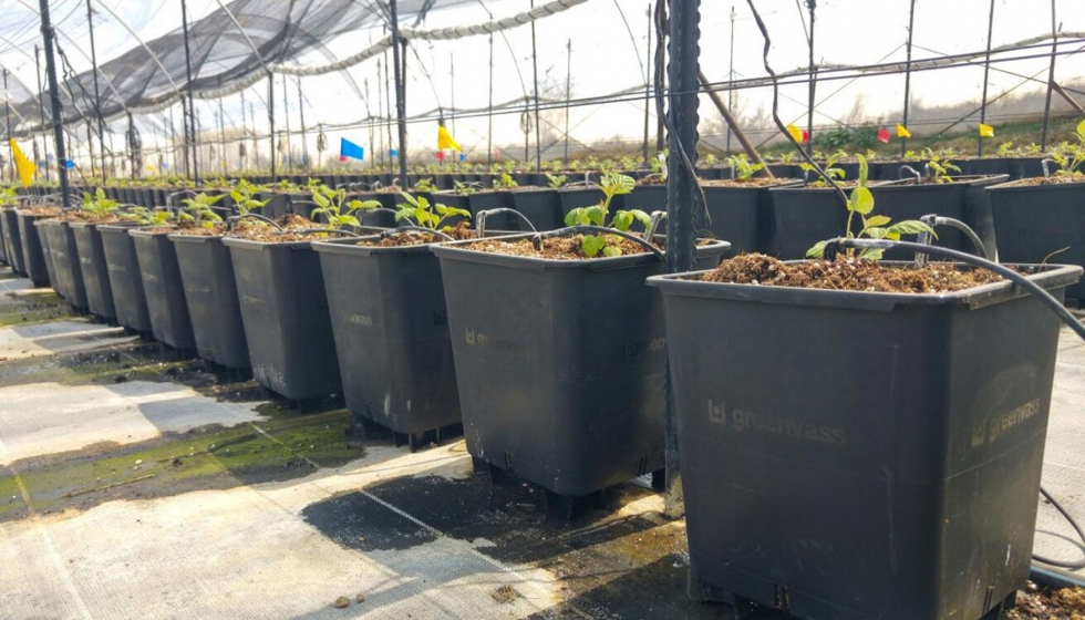 cortar Entrada átomo Greenvass presenta su nueva línea de macetas para cultivo hidropónico -  Horticultura