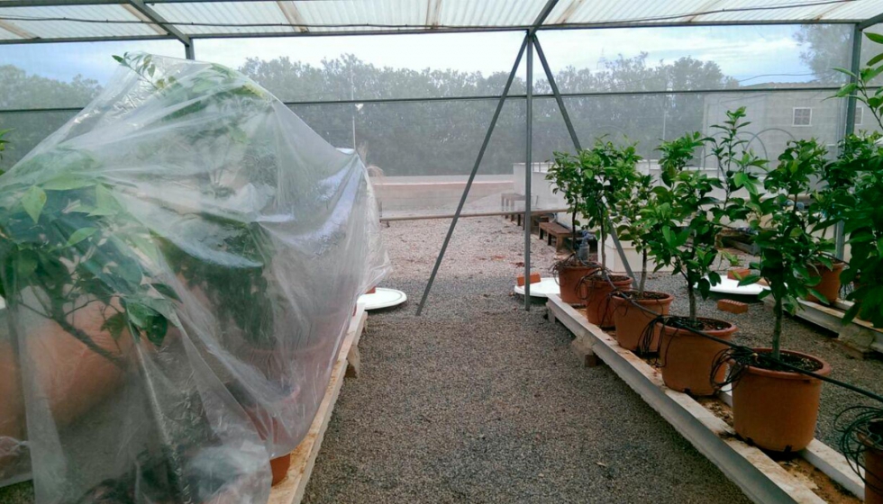 Fotografa 1. Naranjo salustiano en las condiciones de cultivo (bajo umbrculo y en maceta, con riego localizado a goteo)...