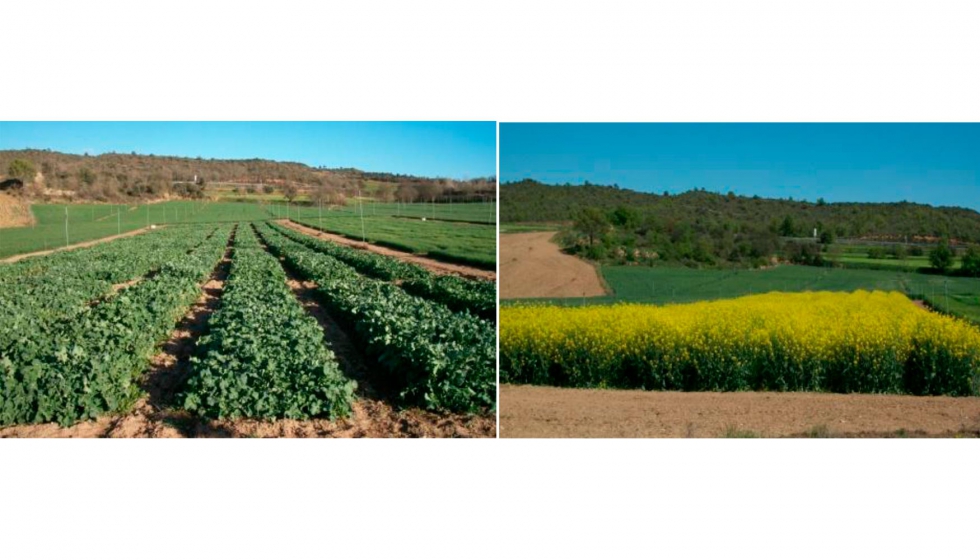 Ensayo de variedades de colza en Foradada (regados de Lleida) a salida de invierno (izquierda) y en floracin (derecha). Fuente: A...