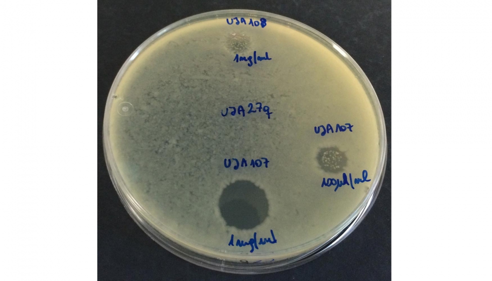 Un ensayo con las bacterias, donde se observa la zona en que no crecen por accin del compuesto