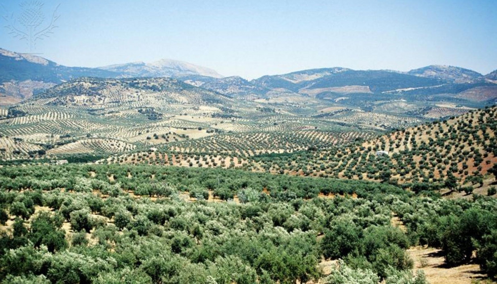 Campo de olivos