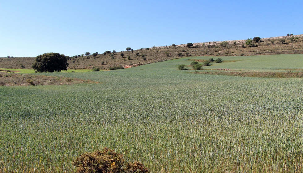 Una de las parcelas de Cereales Teruel dentro del proyecto Operacin Polinizador