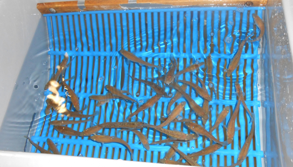 Ejemplares de bacalao a los que se aliment con el pienso suplementado con compuestos protenicos