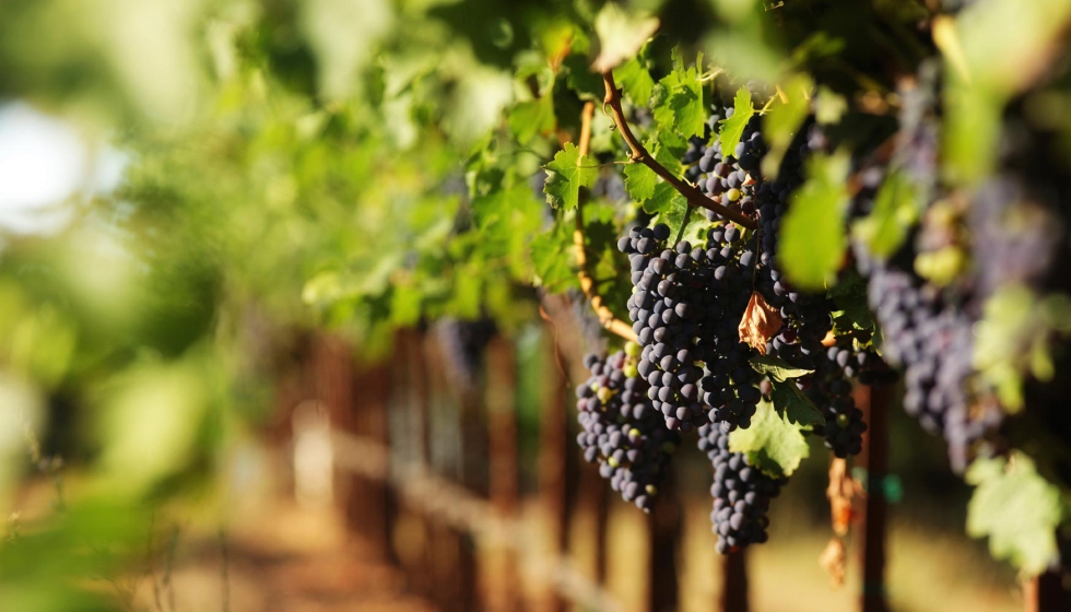 El objetivo es facilitar la viticultura de precisin