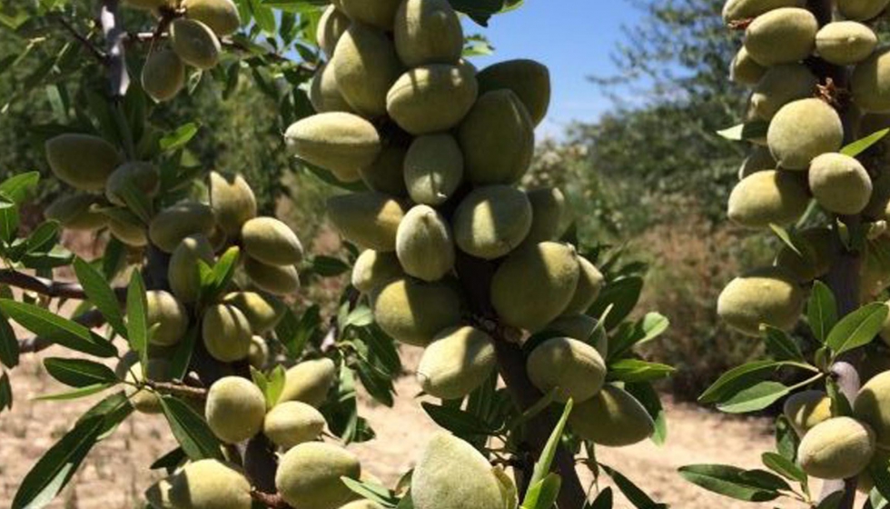 Fruto de la variedad Guara, en la finca Santa Mara, que es propiedad de Todolivo y est ubicada en Pedro Abad (Crdoba)...