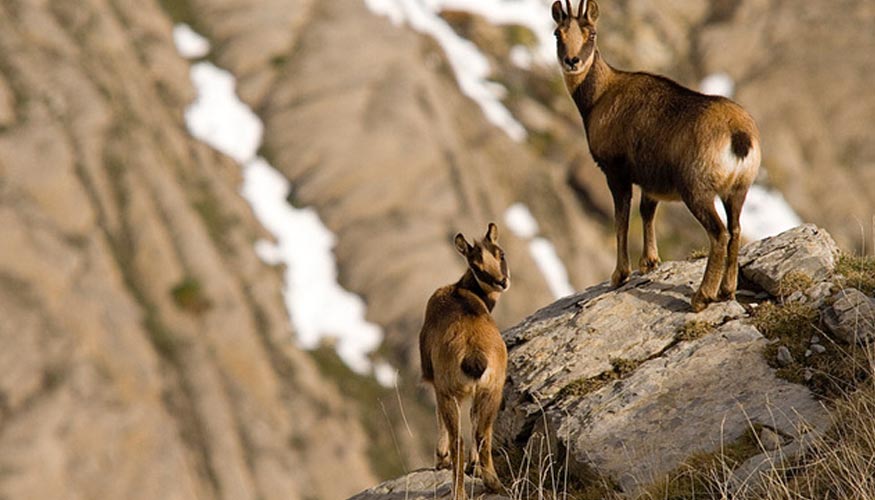 Topcon controla la poblacin de cabras montesas en los Pirineos