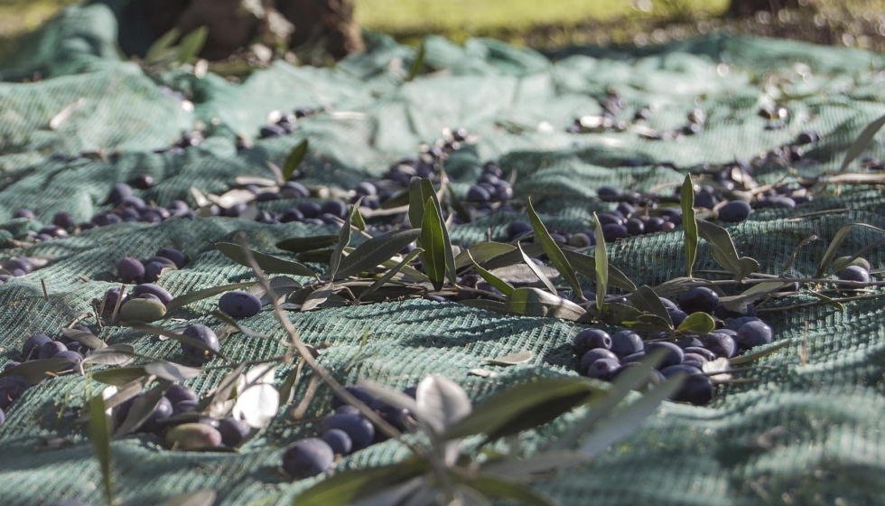 Los residuos del olivar tienen mltiples utilidades