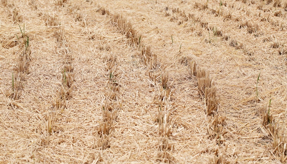 El materia foliar de la paja del arroz ser uno de los principales compuestos del nuevo alimento