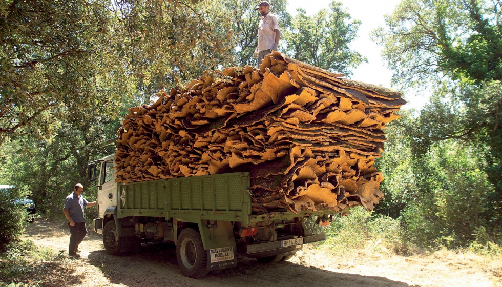 El ciclo continuo establecido entre bosque alcornocal e industria corchera sustenta la transicin hacia un cambio de paradigma de negocio orientado...