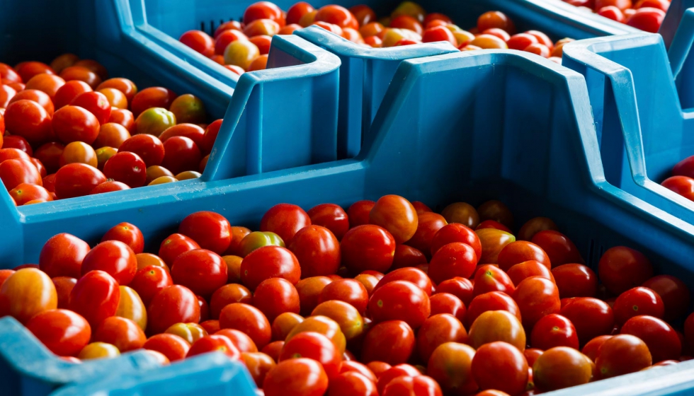 El tomate ser una de las hortalizas que se estudiar en VEGELAB