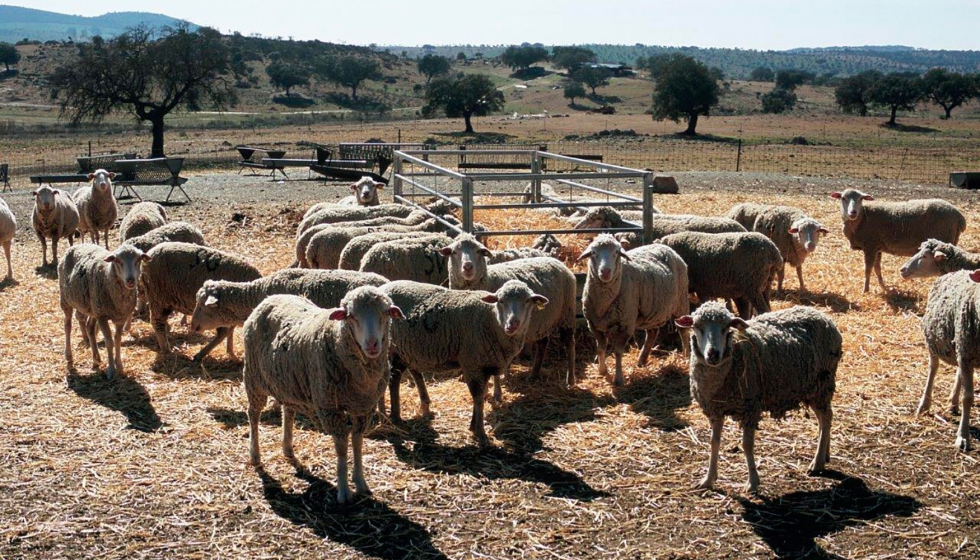 Espaa ha perdido ms de 6,5 millones de ovejas durante la ltima dcada