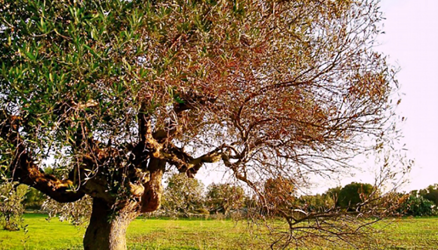 La Xylella se manifest en Espaa en otoo de 2016 en Mallorca