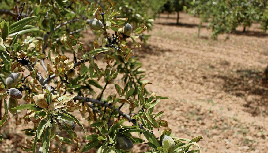 La deteccin de Xylella se produjo en la provincia de Alicante, en el municipio de Guadalest...