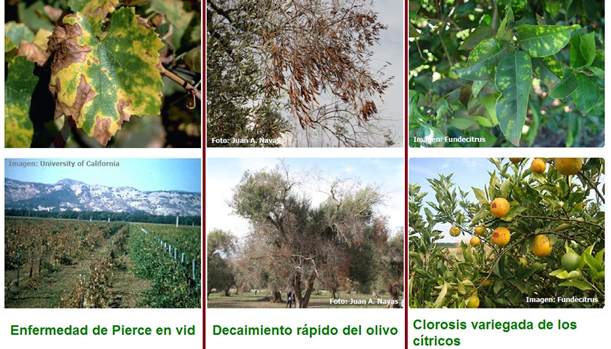 Sntomas de la Xylella fastidiosa