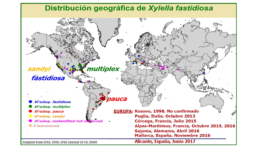 Mapa munidial de Xylella fastidiosa