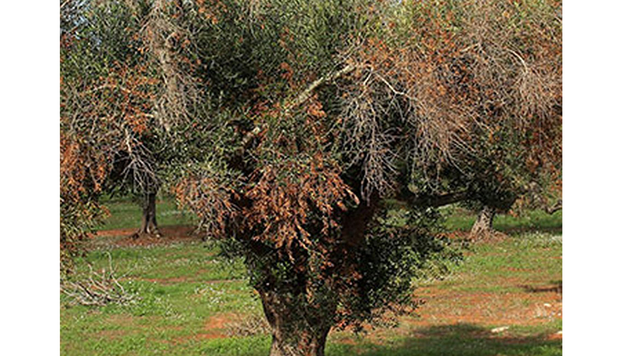 Los agricultores que deban arrancar rboles contra la Xylella fastidiosa recibirn una indemnizacin en la Comunidad Valenciana...