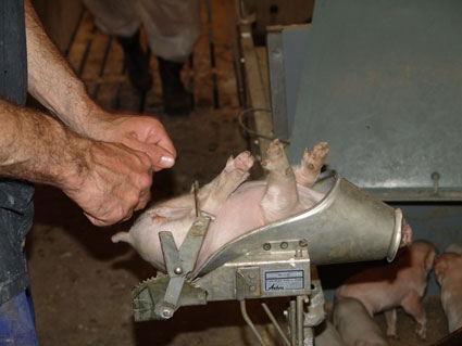 En molts pasos europeus, la castraci porcina es realitza sense anestsia