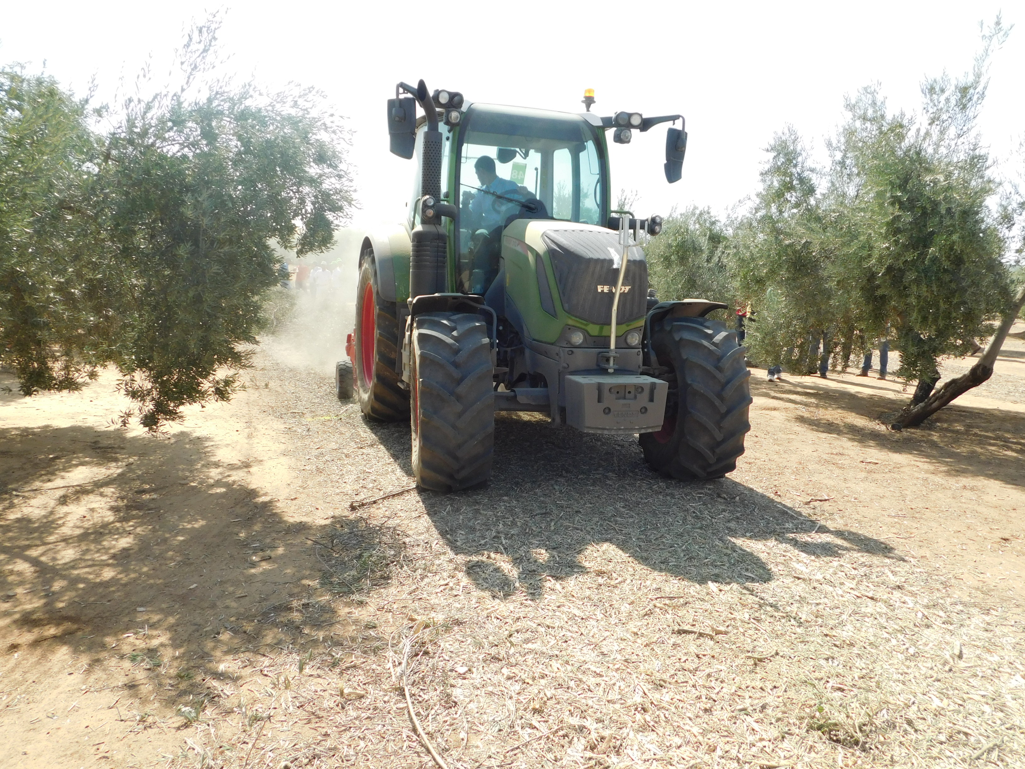 Demostracin del 313 Vario Profi en trabajos de triturado en olivar
