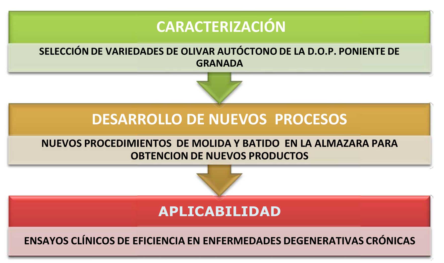 Estructura del proyecto Nutraoleum