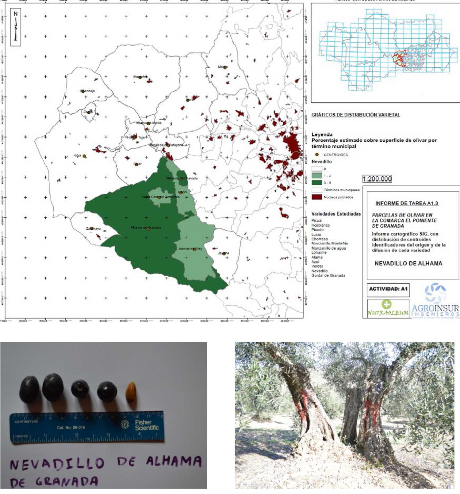 Actividad A: Distribucin de la variedad Nevadillo de Alhama en la comarca del Poniente de Granada. El estudio de variedades y genotipos de olivos...