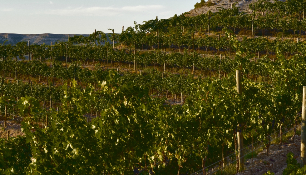 Pago de Carraovejas, viedo y bodega donde se ha realizado el estudio