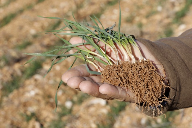 Un abonado localizado de liberacin controlada ayuda a la mejor implantacin del cultivo