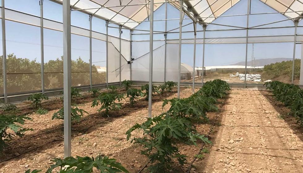 Figura 2. Invernadero prototipo diseado para el cultivo de papaya en el Sureste de Espaa dentro del proyecto EUROPAPAYA...