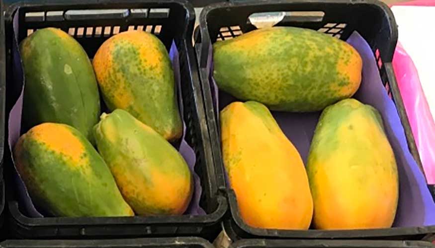 Figura 9. Frutos de papaya recolectados con diferente grado de madurez
