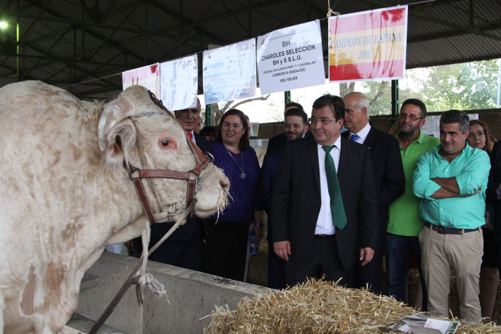 El presidente extremeo, Guillermo Fernndez Vara, ante una de las ms de 2.000 cabezas de ganado expuestas