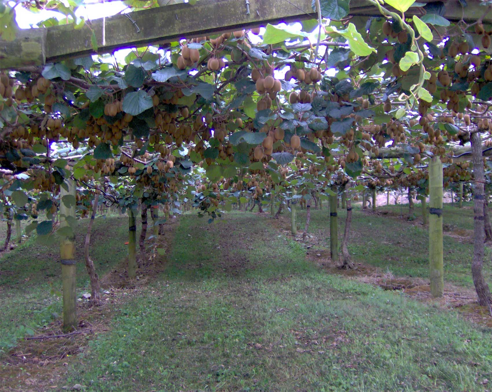 Plantacin de kiwi en prgola en Pontevedra