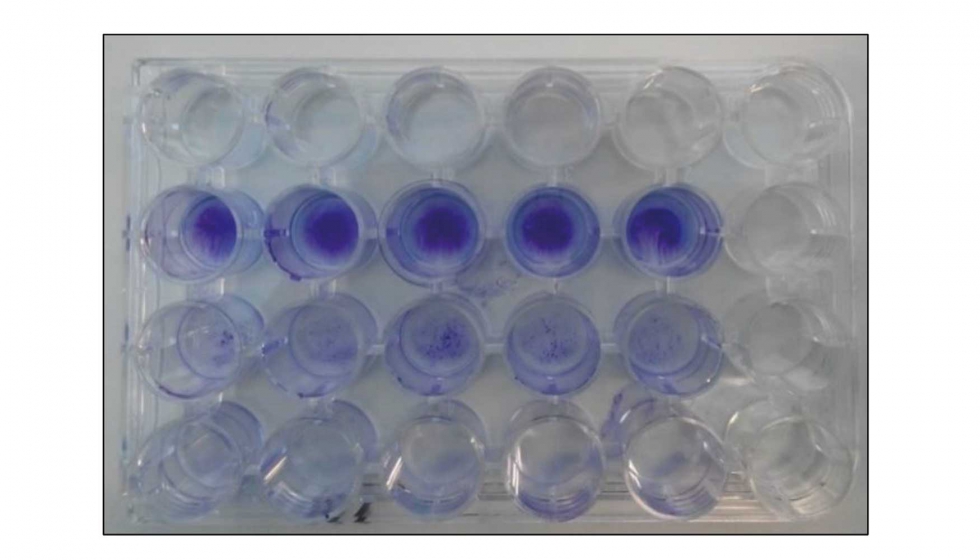 Figura 2. Aspecto de biofilms producidos por diferentes cepas de Campylobacter teidos con solucin de cristal violeta (0,1%) en placa de ensayo...