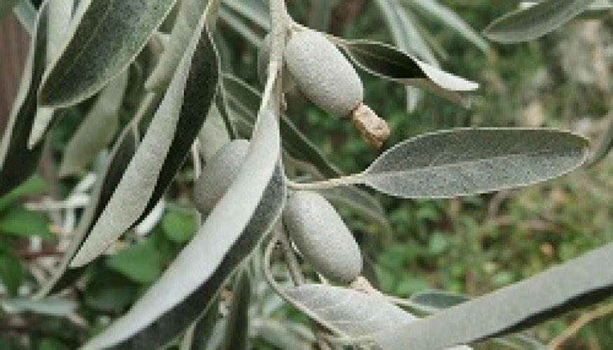 Ejemplar de olivo, fruto de la investigacin