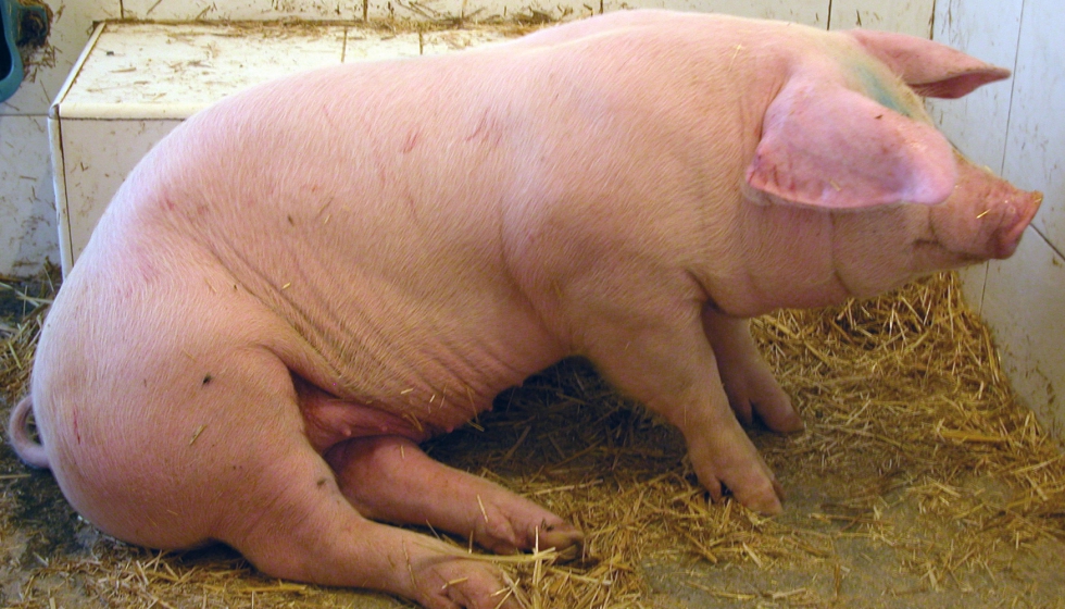 Cerdo afectado por la enfermedad de Glsser. Foto: ULE
