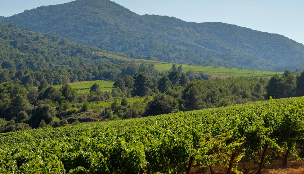la bodega practica una viticultura sostenible de mnima intervencin en un ambiente geogrfico saludable
