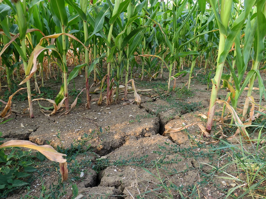 Sin reservas de agua, los agricultores se ven obligados a apostar por cultivos de secano en zonas de regado, lo que reduce sus ingresos...