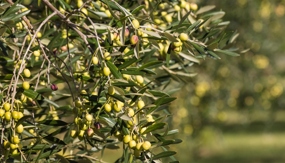 La produccin de aceite de oliva se sita en 26.400 toneladas, con rendimientos medios superiores a la campaa precedente...