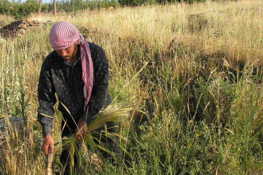 Las condiciones de sequa, estrs trmico y alto CO2 pueden alterar el rendimiento y la calidad alimentaria de cultivos como el trigo o el arroz...