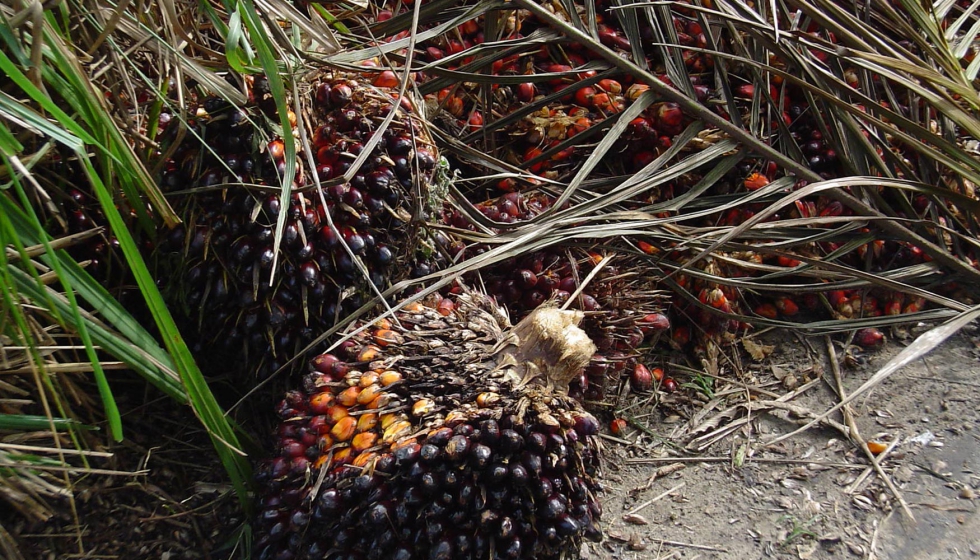 Fruto de la palma Elaeis con la que se elabora el aceite de palma