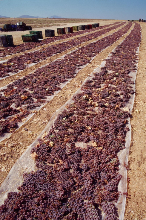 Los racimos de Pedro Ximenez se tienden al sol para elaborar los vinos del mismo nombre