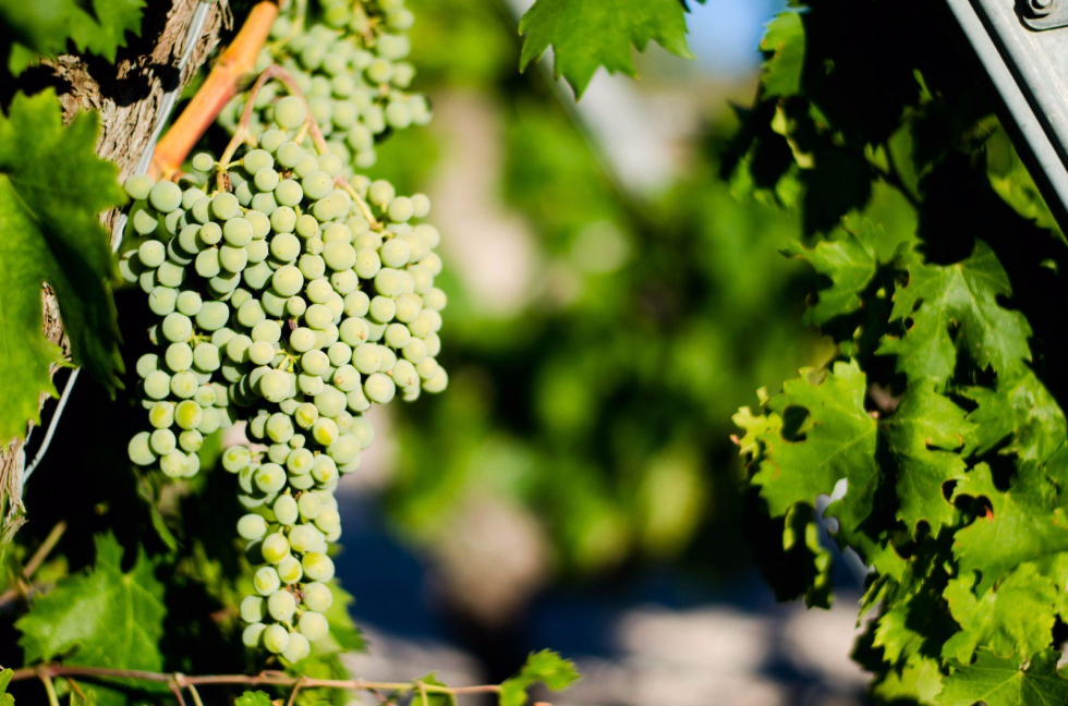 Alvear apuesta por la Pedro Ximnez, la uva que se ha convertido en el mejor patrimonio de Montilla