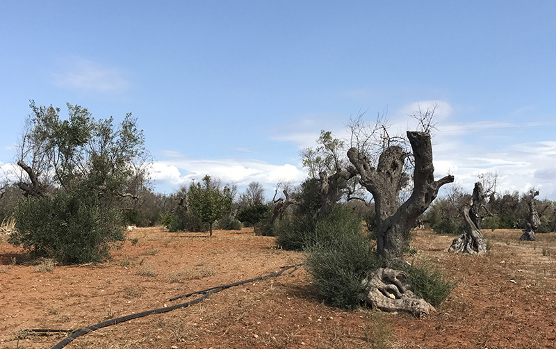 Efecto de la Xylella sobre olivos milenarios