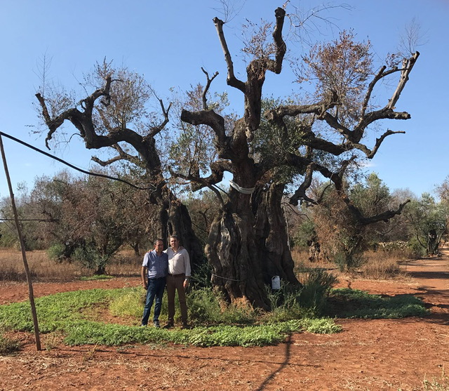 El descubridor de la Xylella, Donato Bosnia, y el ingeniero de Todolivo Manuel Cera, junto a un olivo de con ms de 2...