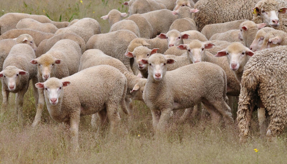 Rebao de ovejas Merinas. Foto: Asociacin Nacional de Criadores de Ganado Merino