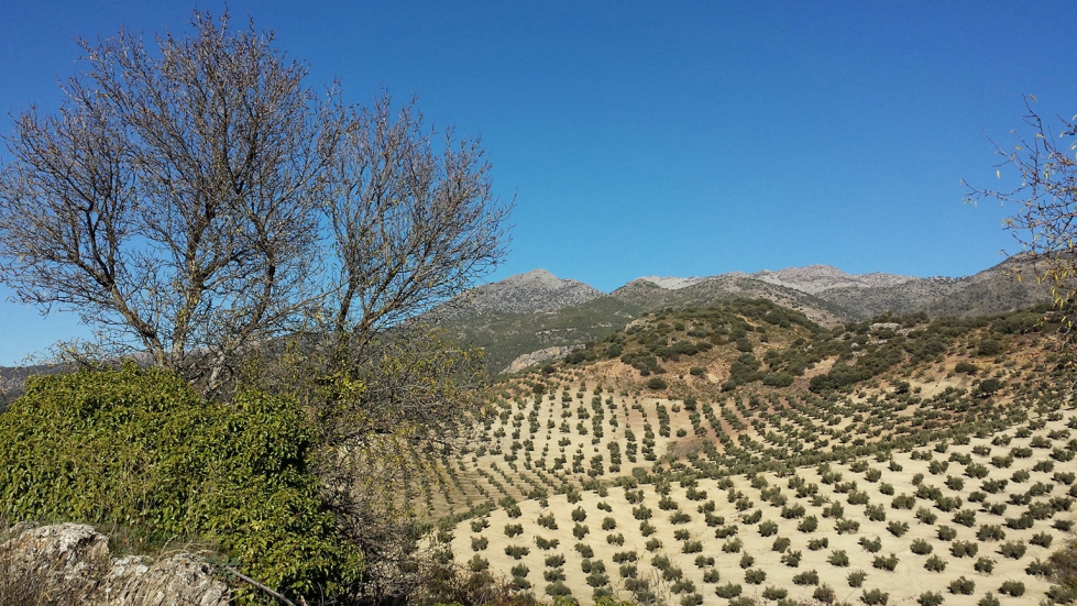 La DO respalda la Candidatura de los Paisajes del Olivar como Patrimonio Mundial de la UNESCO