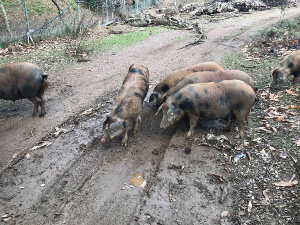 El esfuerzo e inters de la Diputacin y de ganaderos de la provincia de Huelva ha conseguido perpetuar una variedad del cerdo ibrico nica en el...