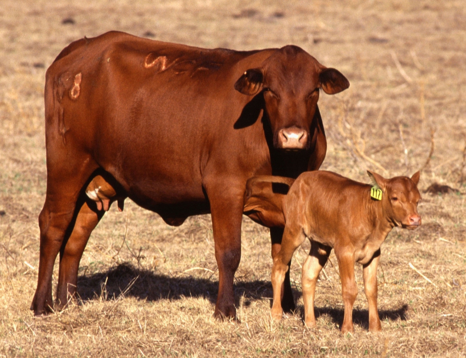 Desde 2005 han sido sacrificadas 370.000 vacas sin oportunidad de contraanlisis