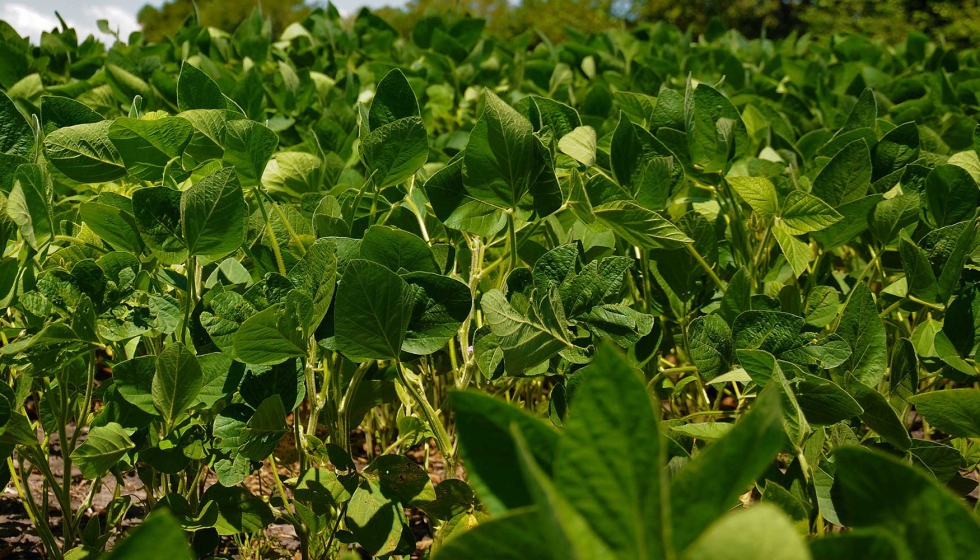 Los investigadores han trabajado con variantes de soja de hojas verdes ms livianas que las tpicamente sembradas para la produccin de alimentos...